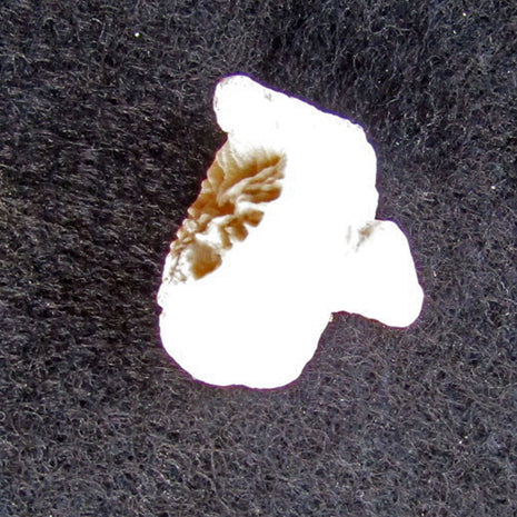 Einzelkoralle Parasmilia aus 70 Millionen Jahren Kreide