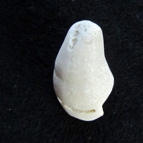 Versteinerte Einzelkoralle Parasmilia – einzigartig und alt