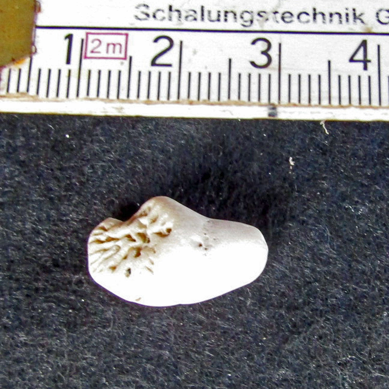 Versteinerte Einzelkoralle Parasmilia – einzigartig und alt