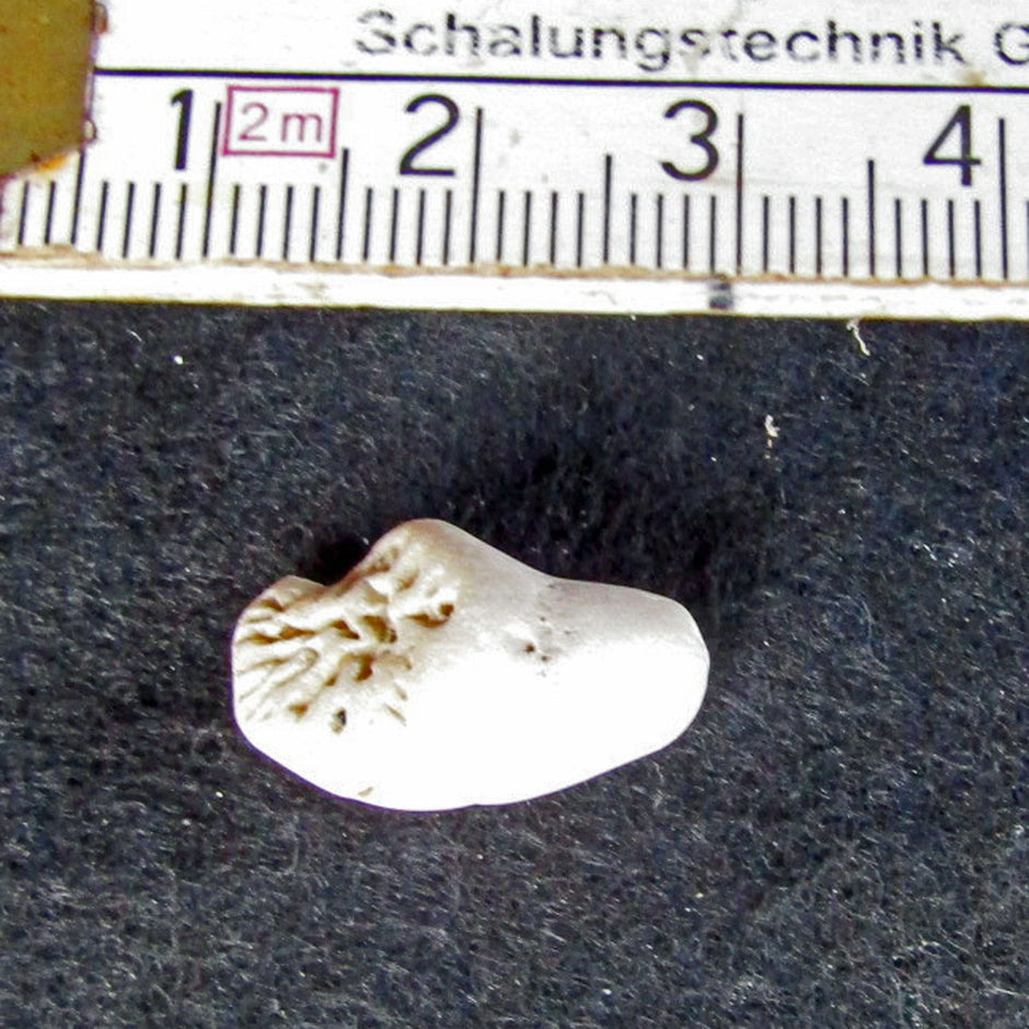 Versteinerte Einzelkoralle Parasmilia – einzigartig und alt