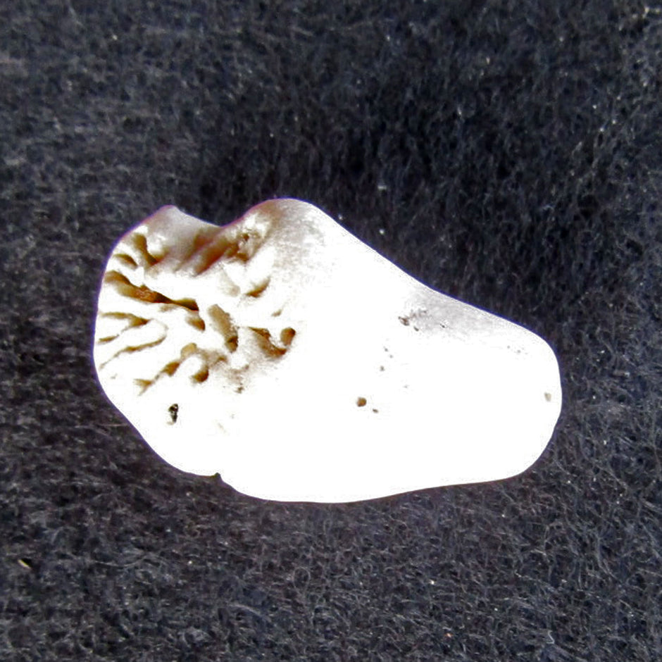 Versteinerte Einzelkoralle Parasmilia – einzigartig und alt