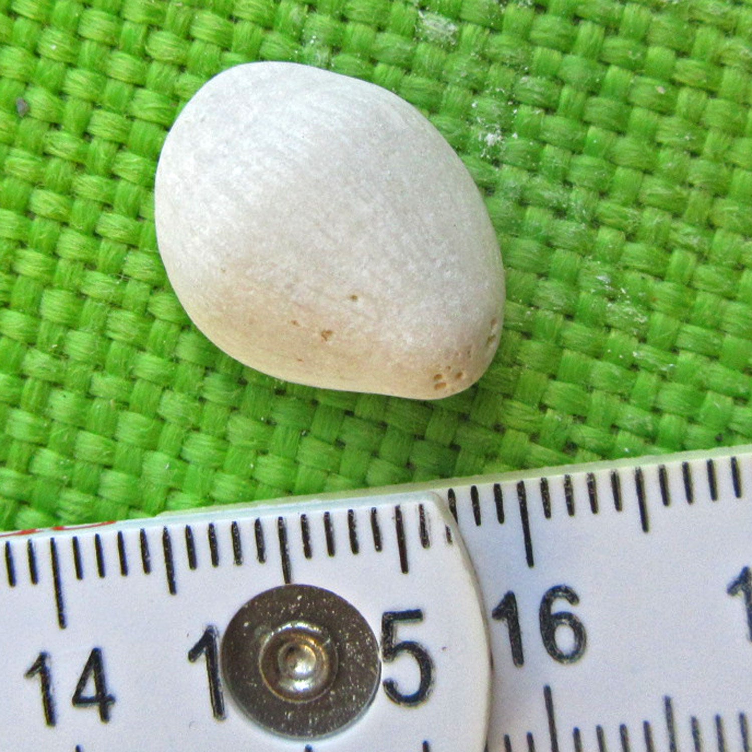 Versteinerte Einzelkoralle Parasmilia von der Insel Rügen