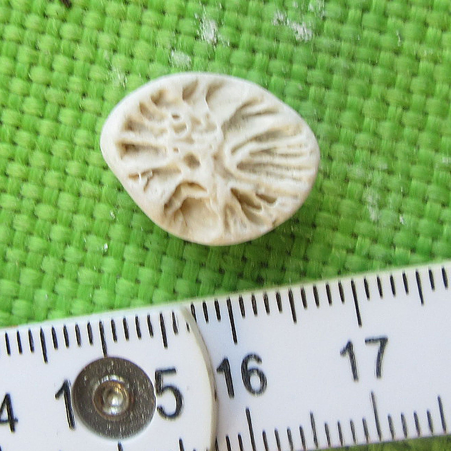 Versteinerte Einzelkoralle Parasmilia von der Insel Rügen