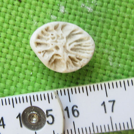 Versteinerte Einzelkoralle Parasmilia von der Insel Rügen