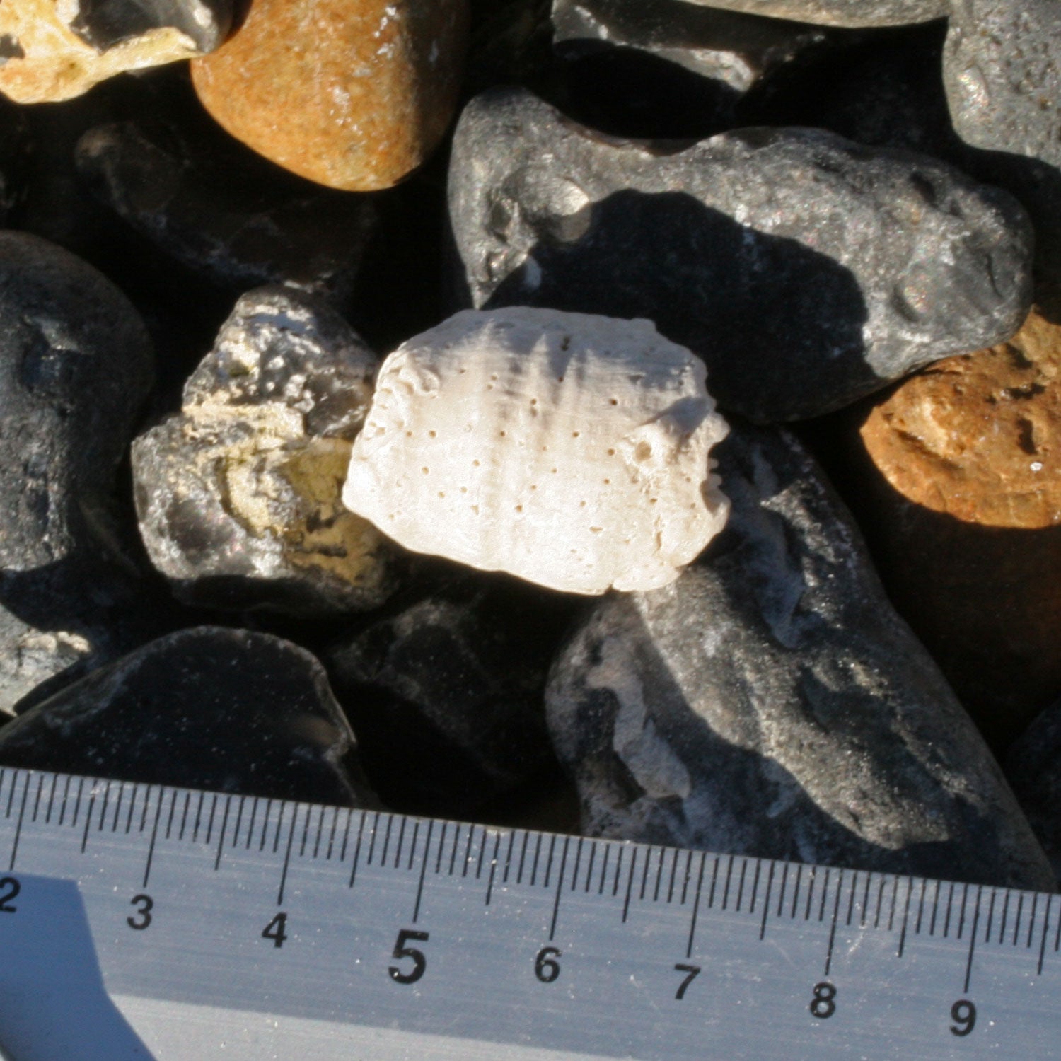 Versteinerte Einzelkoralle Parasmilia von Rügen