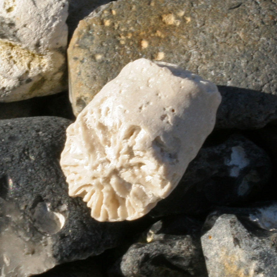 Versteinerte Einzelkoralle Parasmilia von Rügen