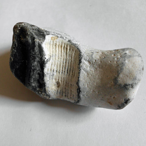 Versteinerte Einzelkoralle Parasmilia auf Feuerstein