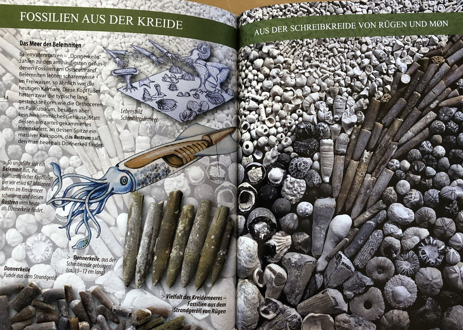 Fossilien am Ostseestrand / Rolf Reinicke