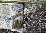 Fossilien am Ostseestrand / Rolf Reinicke