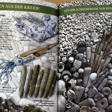 Fossilien am Ostseestrand / Rolf Reinicke