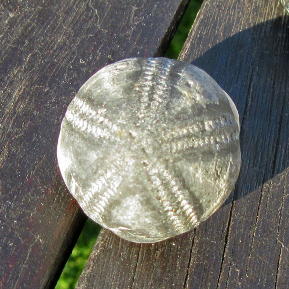 Versteinerter Seeigel Galeritis von der Ostsee-Insel Rügen