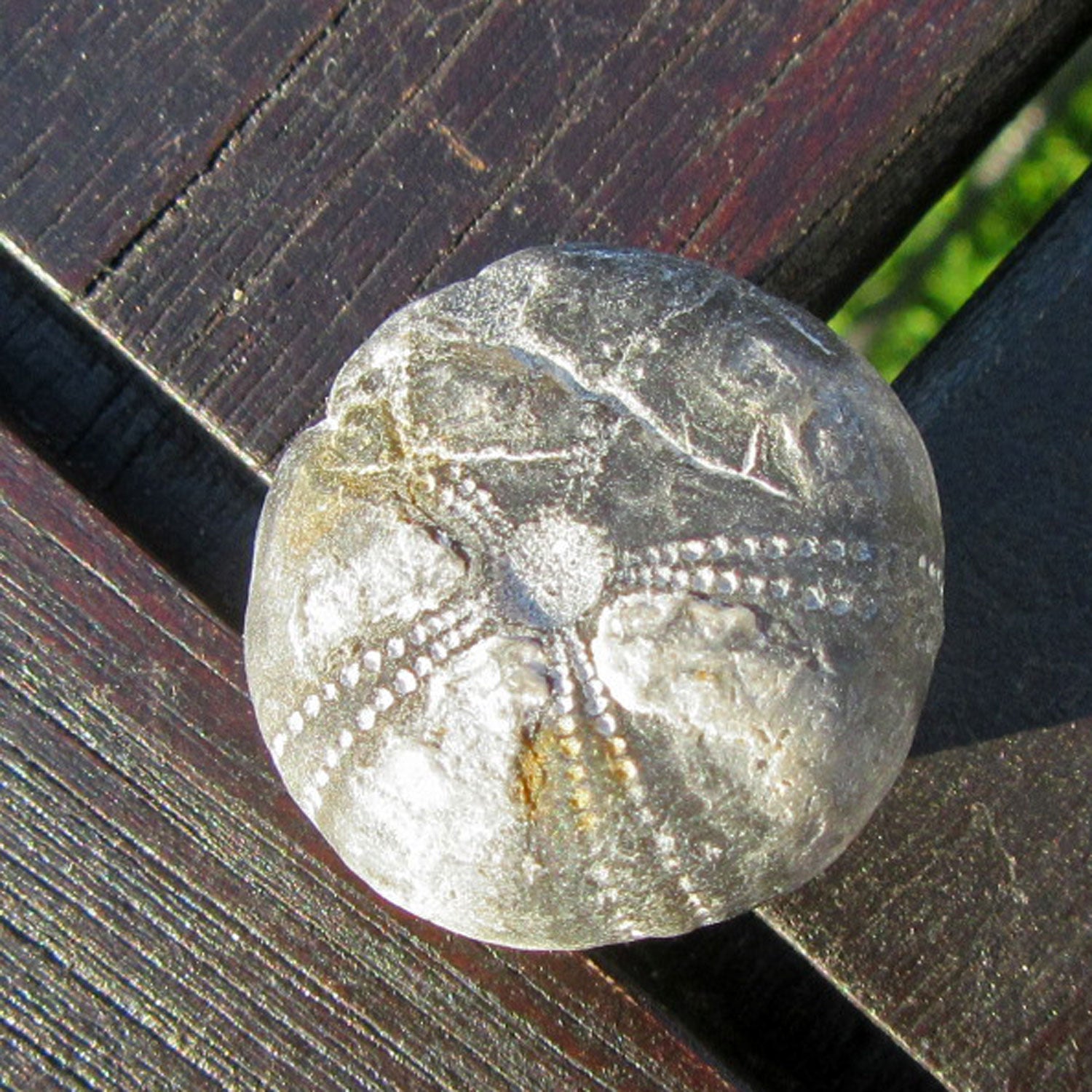 Versteinerter Seeigel Galeritis von der Ostsee-Insel Rügen