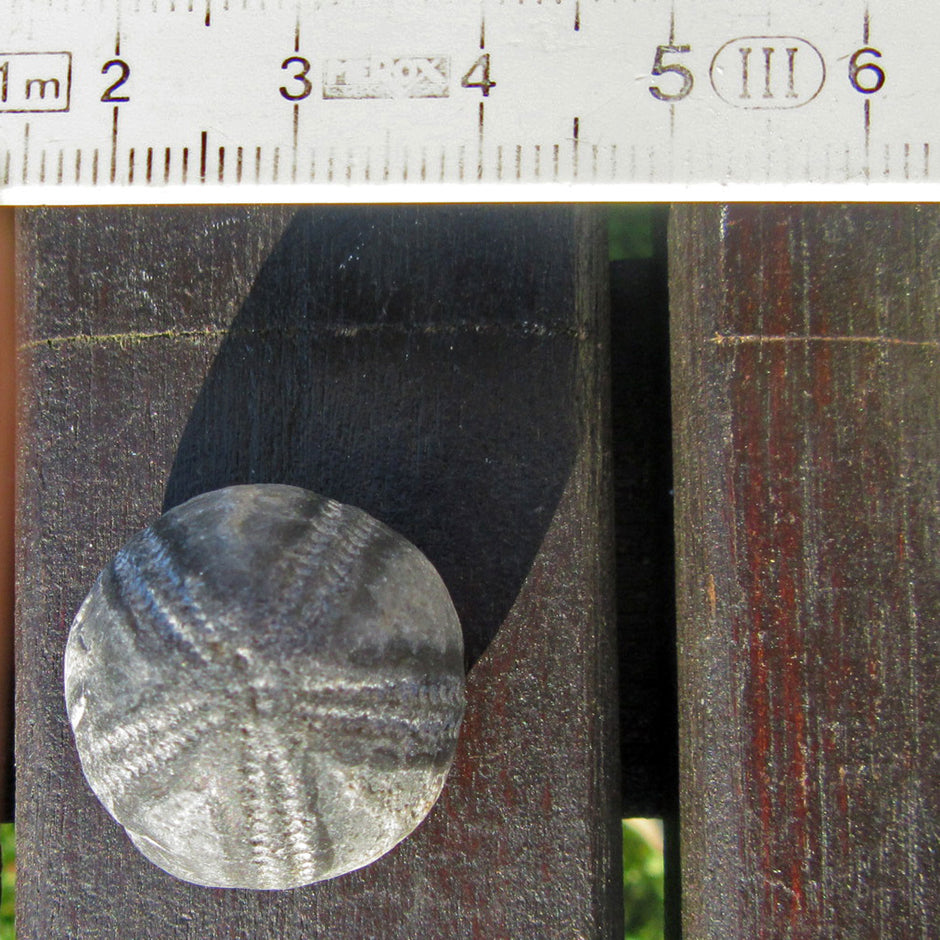 Versteinerter Seeigel Galeritis von der Ostsee-Insel Rügen