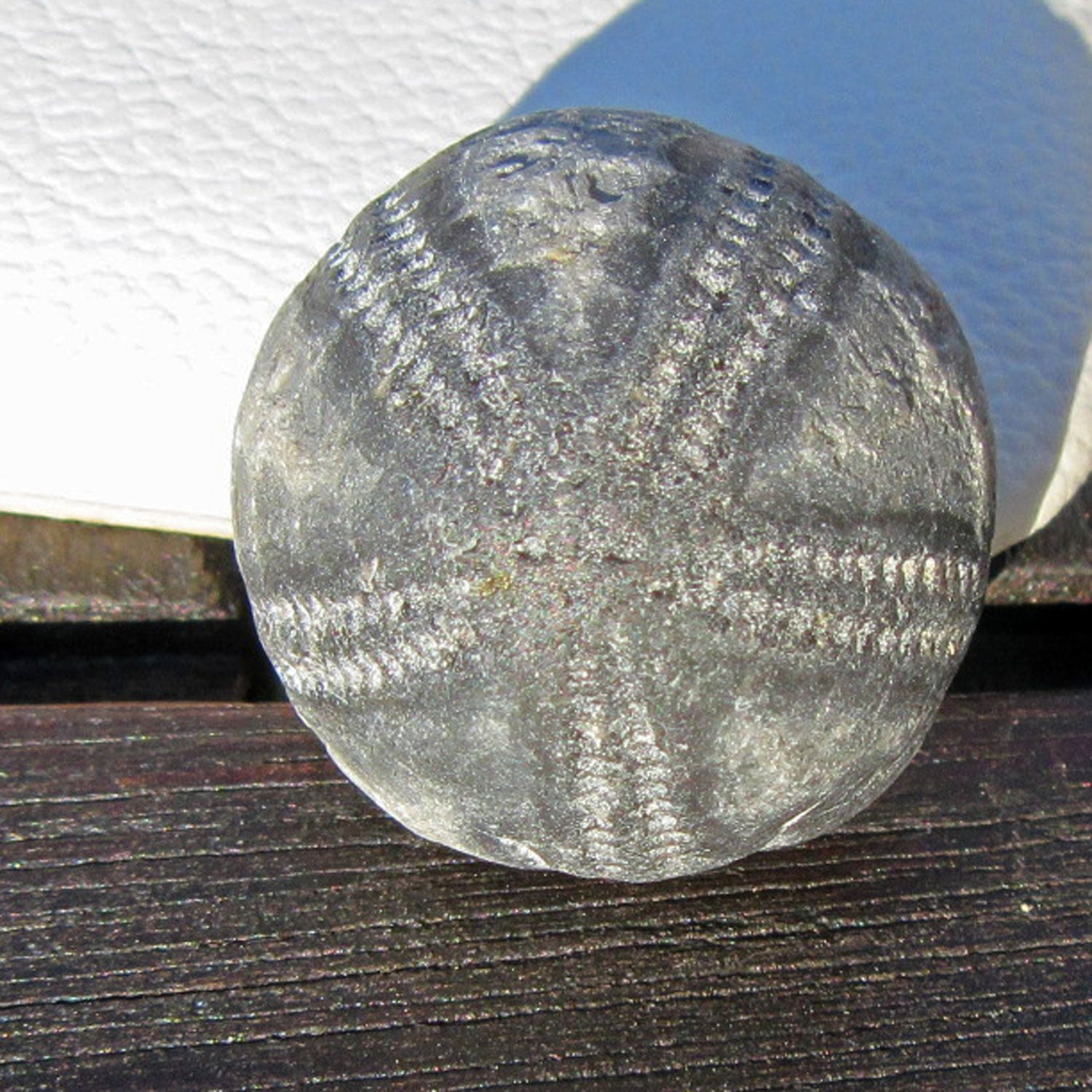 Versteinerter Seeigel Galeritis von der Ostsee-Insel Rügen