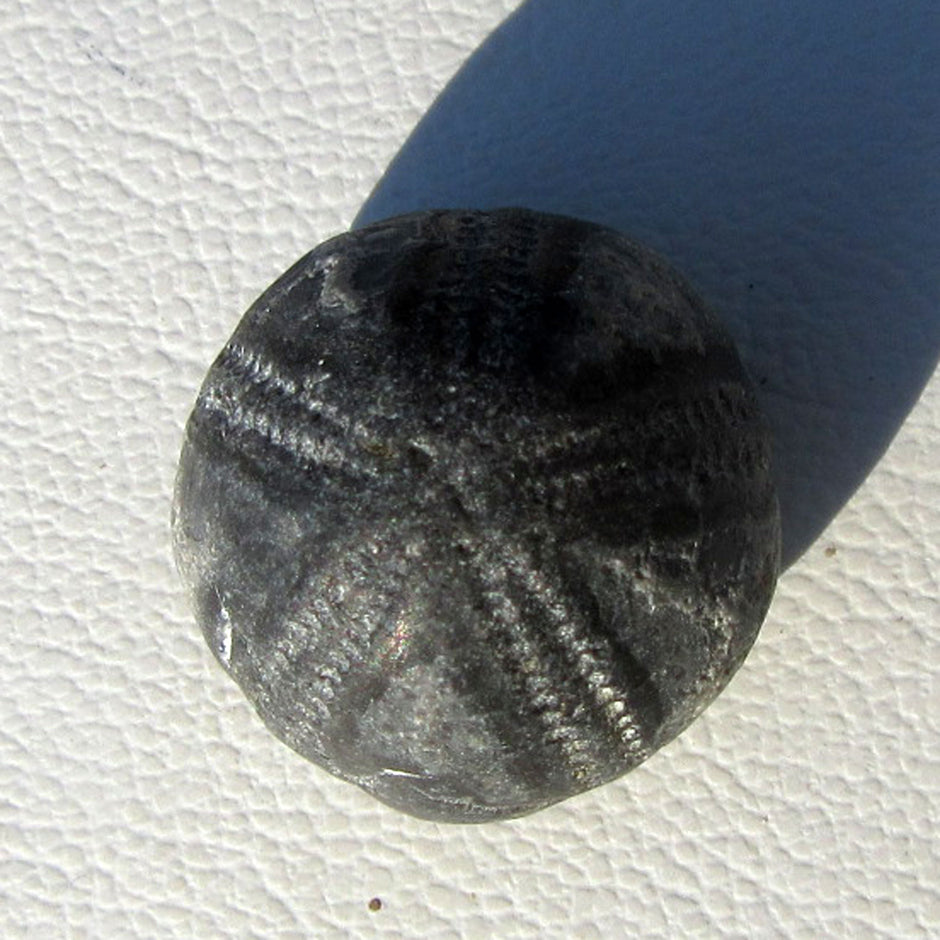 Versteinerter Seeigel Galeritis von der Ostsee-Insel Rügen