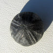Versteinerter Seeigel Galeritis von der Ostsee-Insel Rügen