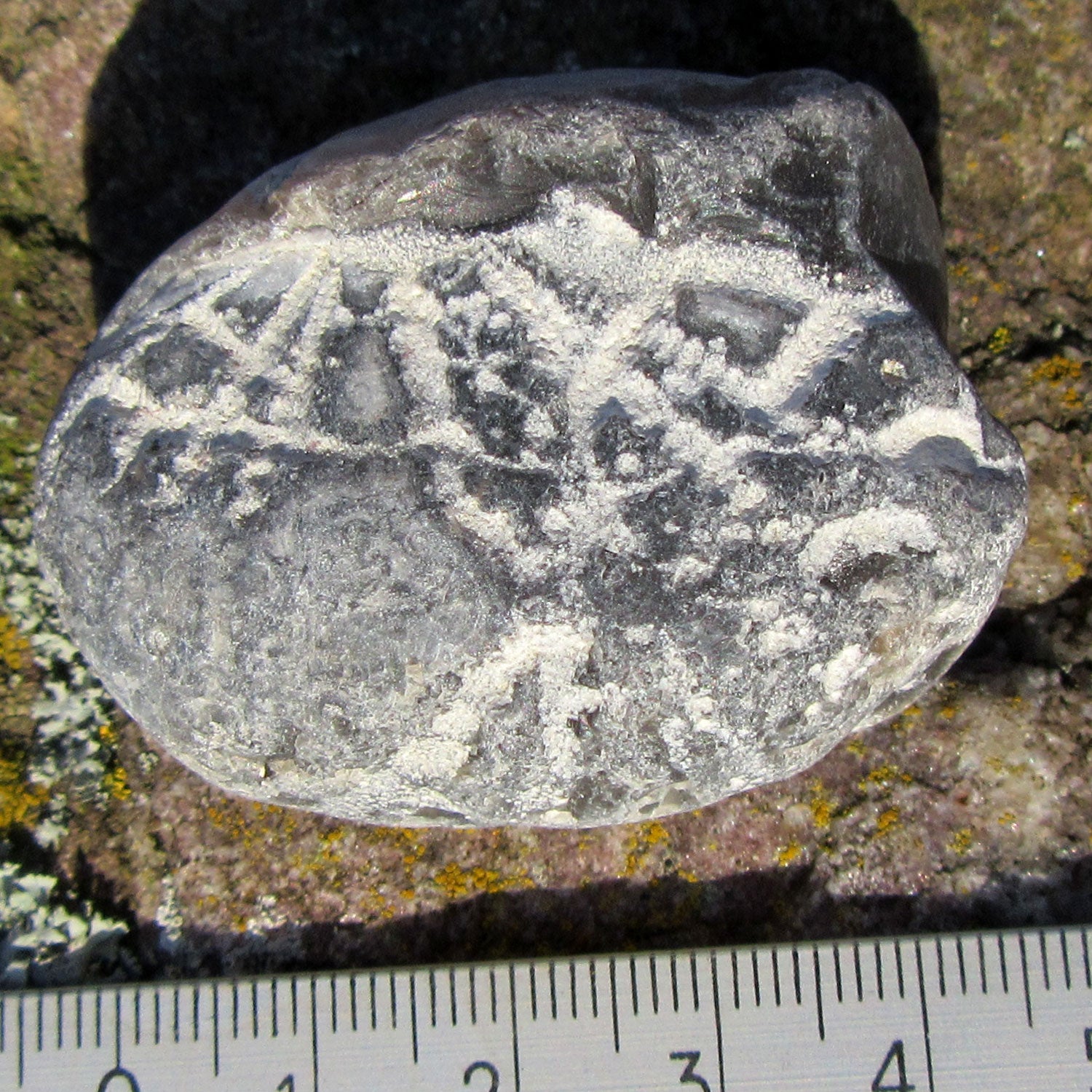 Versteinerter Herzseeigel von Rügen, 70 Millionen Jahre alt