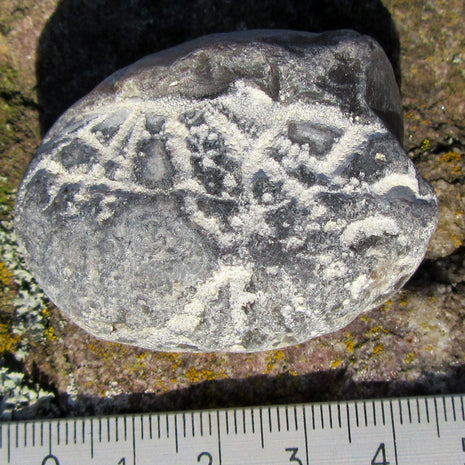 Versteinerter Herzseeigel von Rügen, 70 Millionen Jahre alt