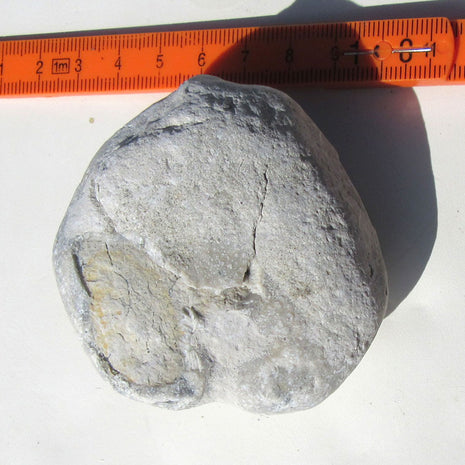 Großer Herzseeigel von der Ostsee-Insel, mit Schalenerhaltung