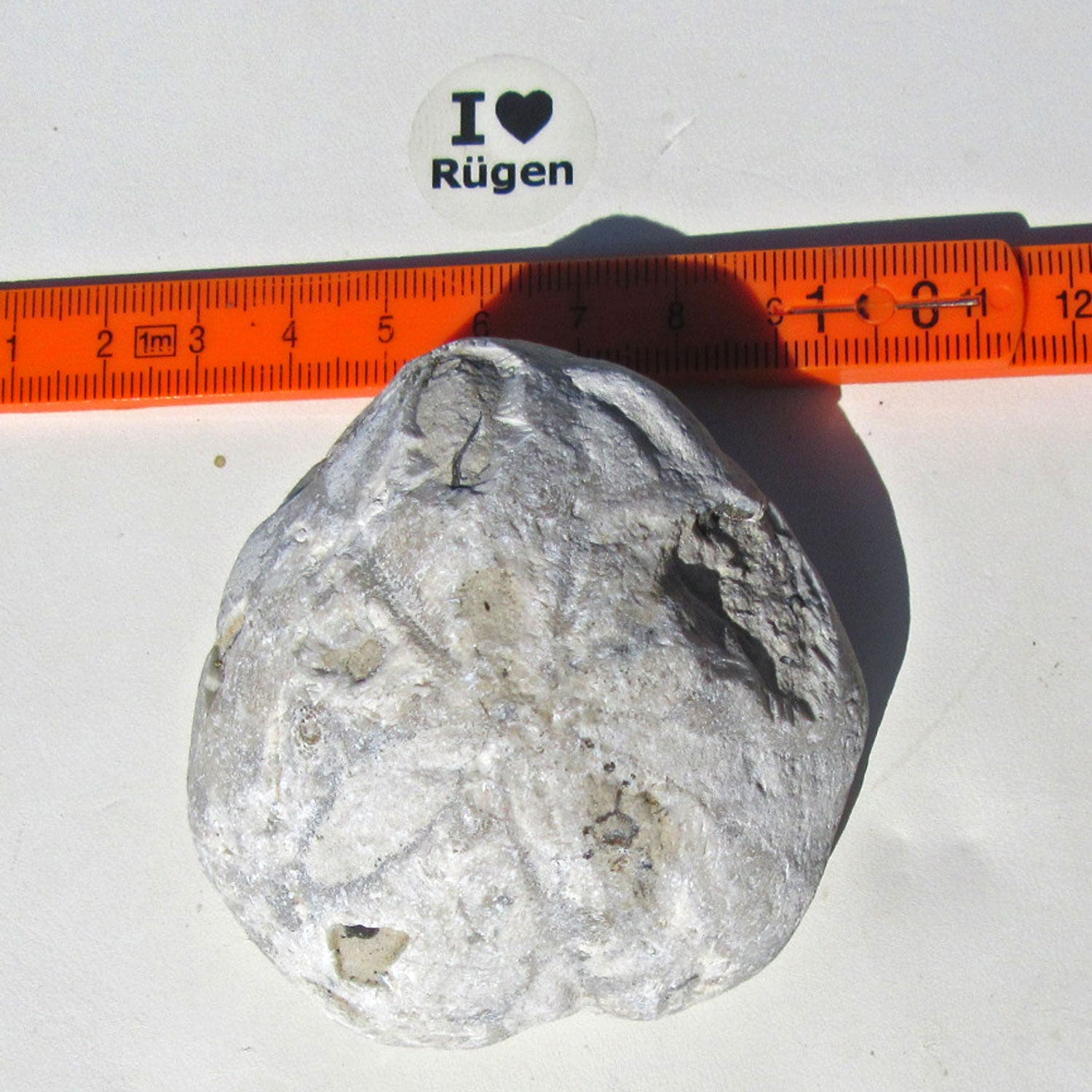 Großer Herzseeigel von der Ostsee-Insel, mit Schalenerhaltung