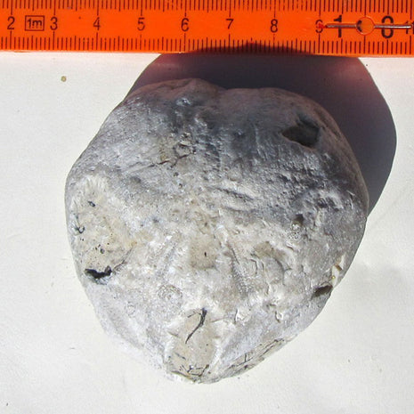 Großer Herzseeigel von der Ostsee-Insel, mit Schalenerhaltung