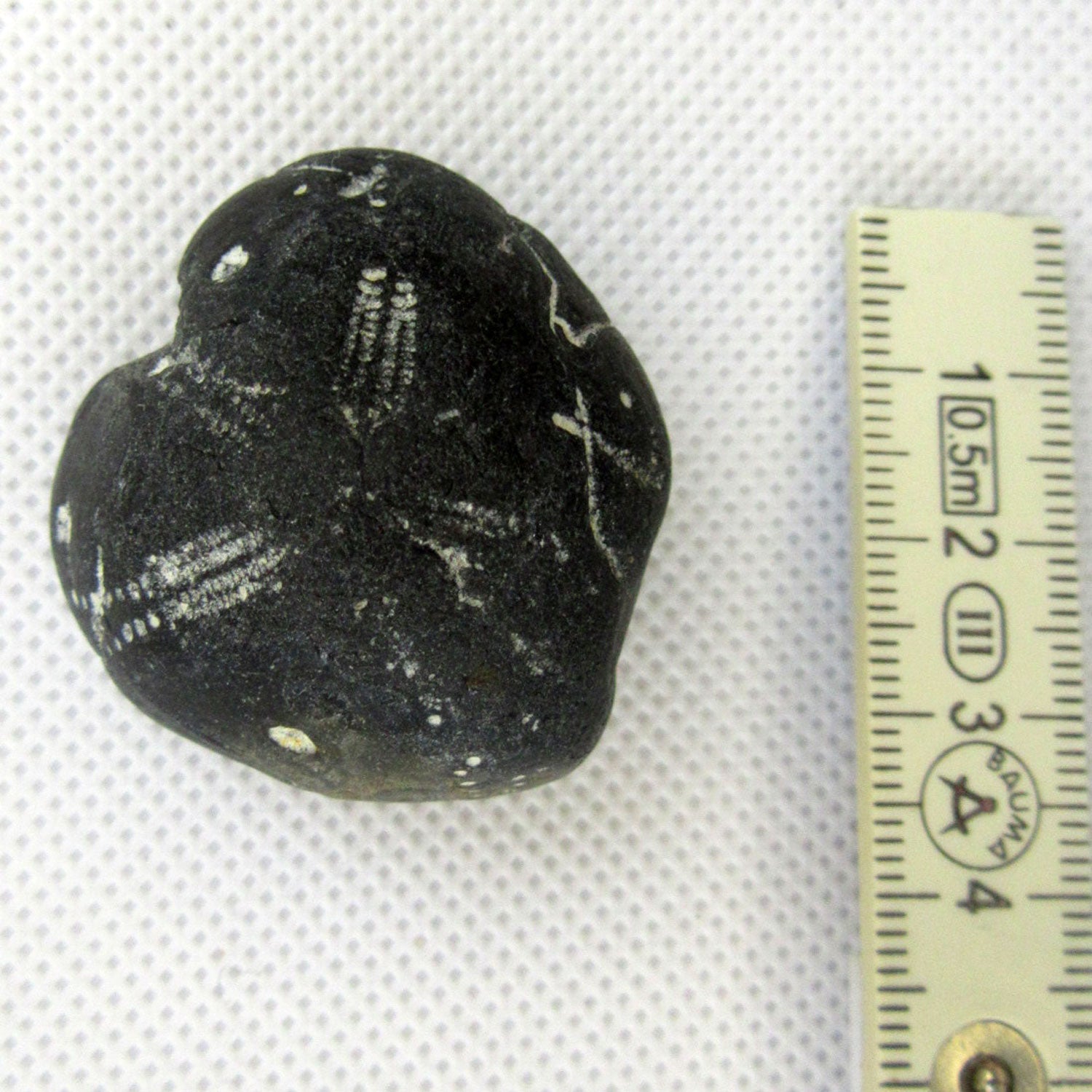 Herzseeigel von Rügen, 70 Millionen Jahre alt, Unikat