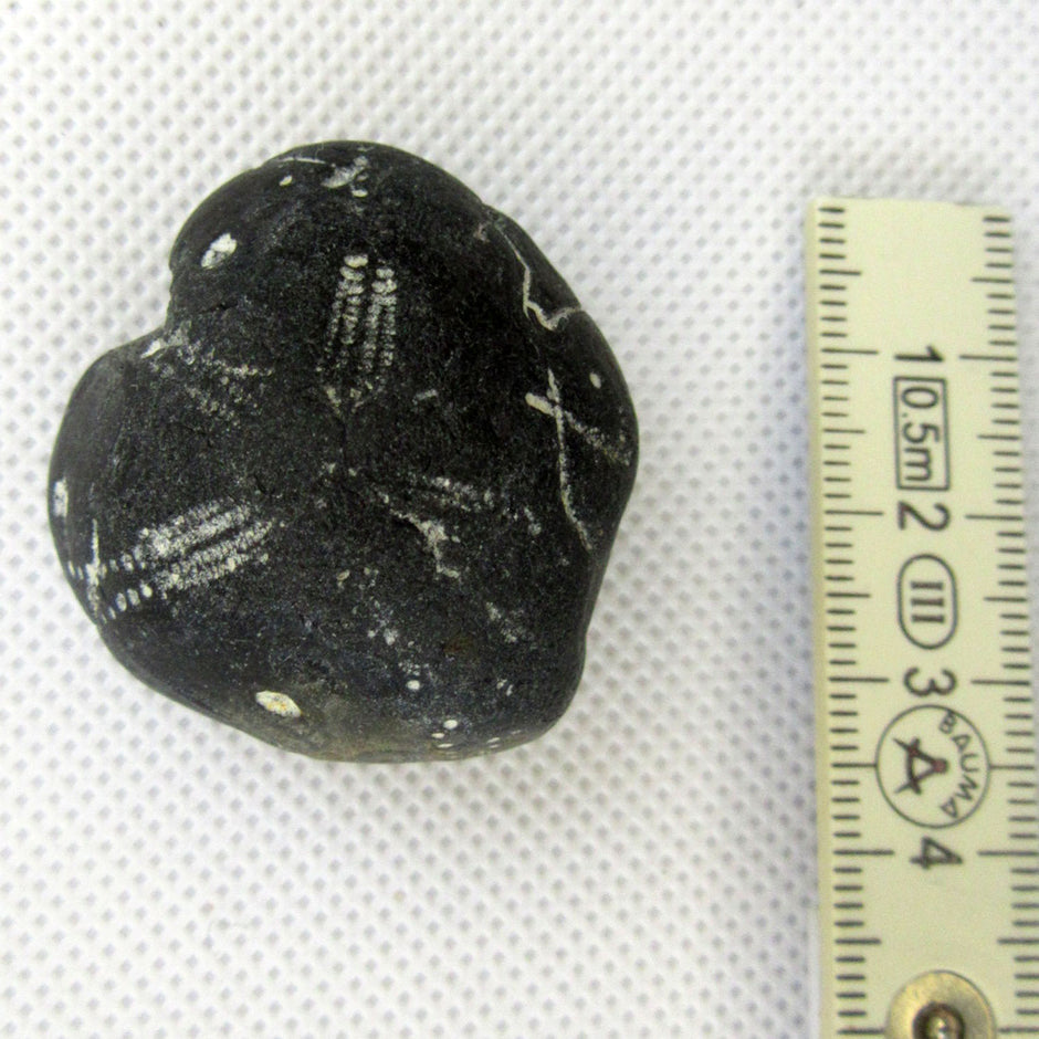 Herzseeigel von Rügen, 70 Millionen Jahre alt, Unikat