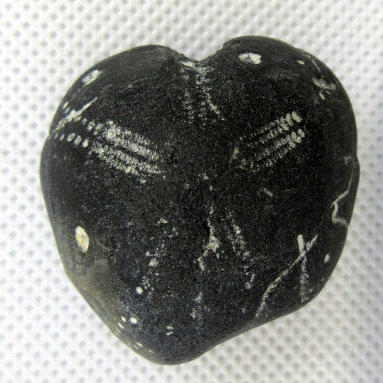 Herzseeigel von Rügen, 70 Millionen Jahre alt, Unikat