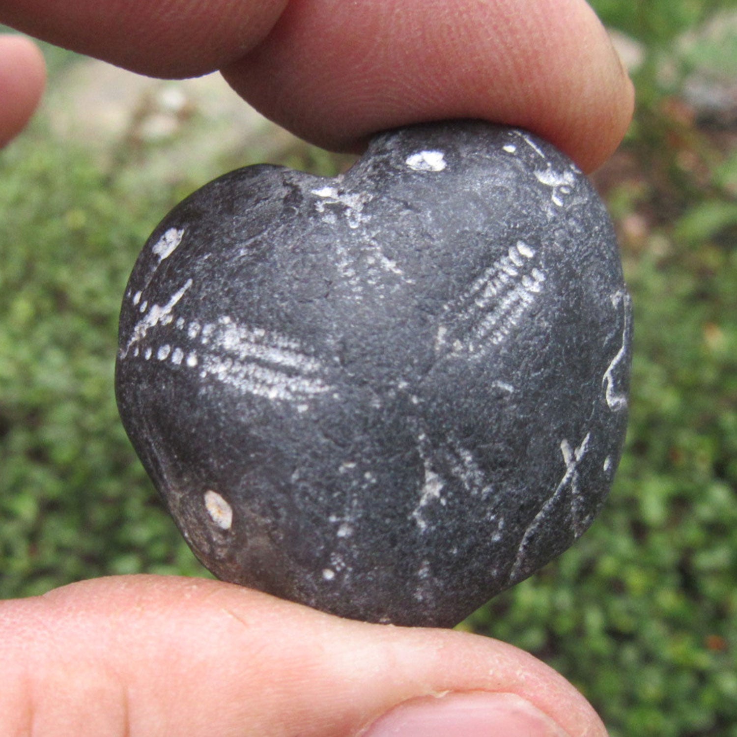 Herzseeigel von Rügen, 70 Millionen Jahre alt, Unikat