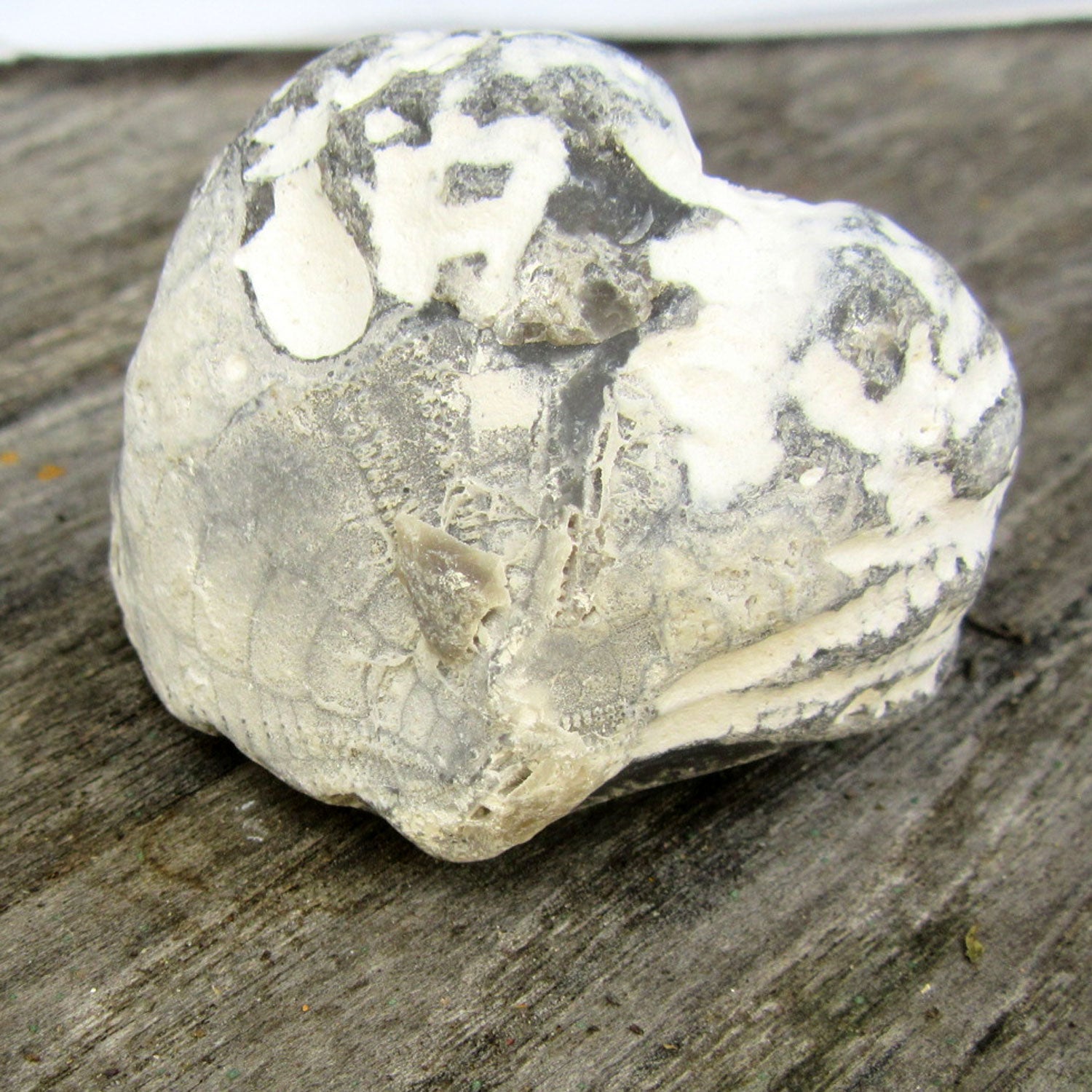 Versteinertes Herzseeigel-Fragment von Rügen, 70 Millionen Jahre alt