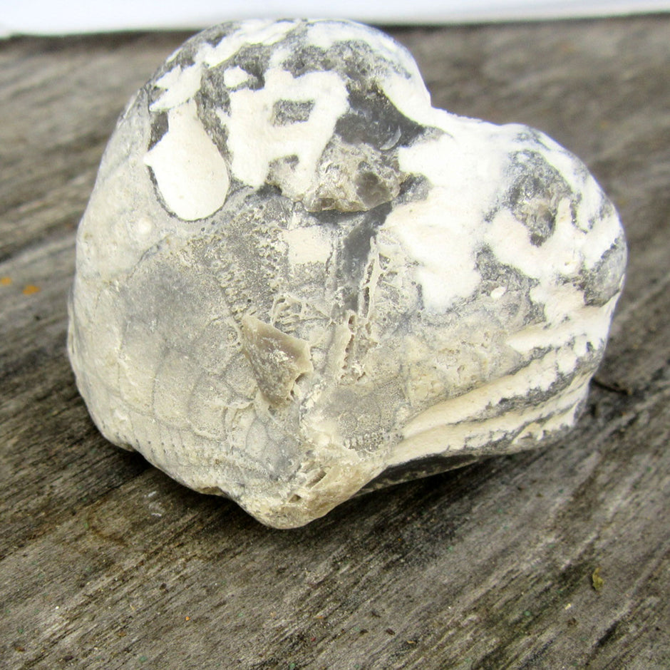 Versteinertes Herzseeigel-Fragment von Rügen, 70 Millionen Jahre alt