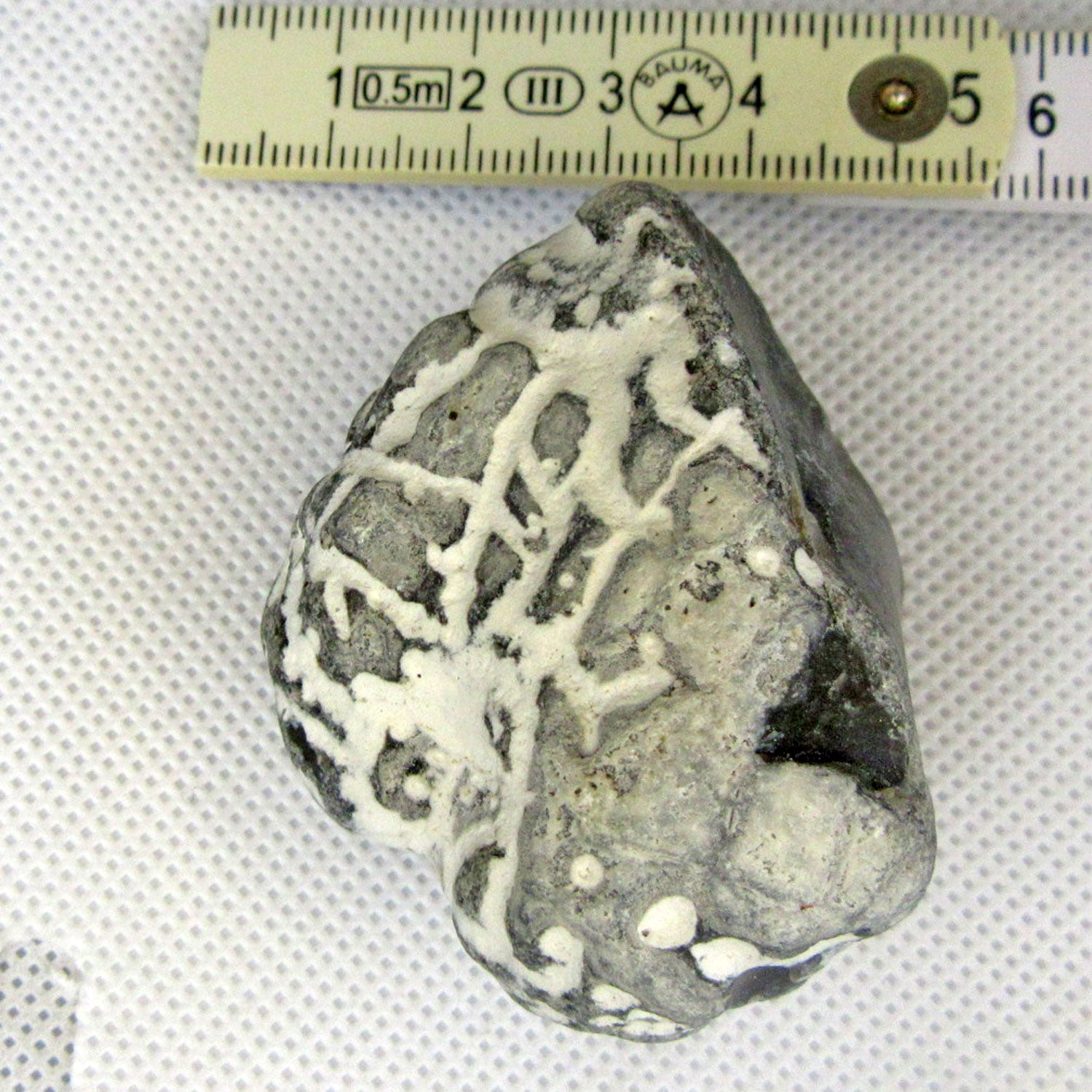 Versteinertes Herzseeigel-Fragment von Rügen, 70 Millionen Jahre alt