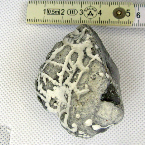 Versteinertes Herzseeigel-Fragment von Rügen, 70 Millionen Jahre alt