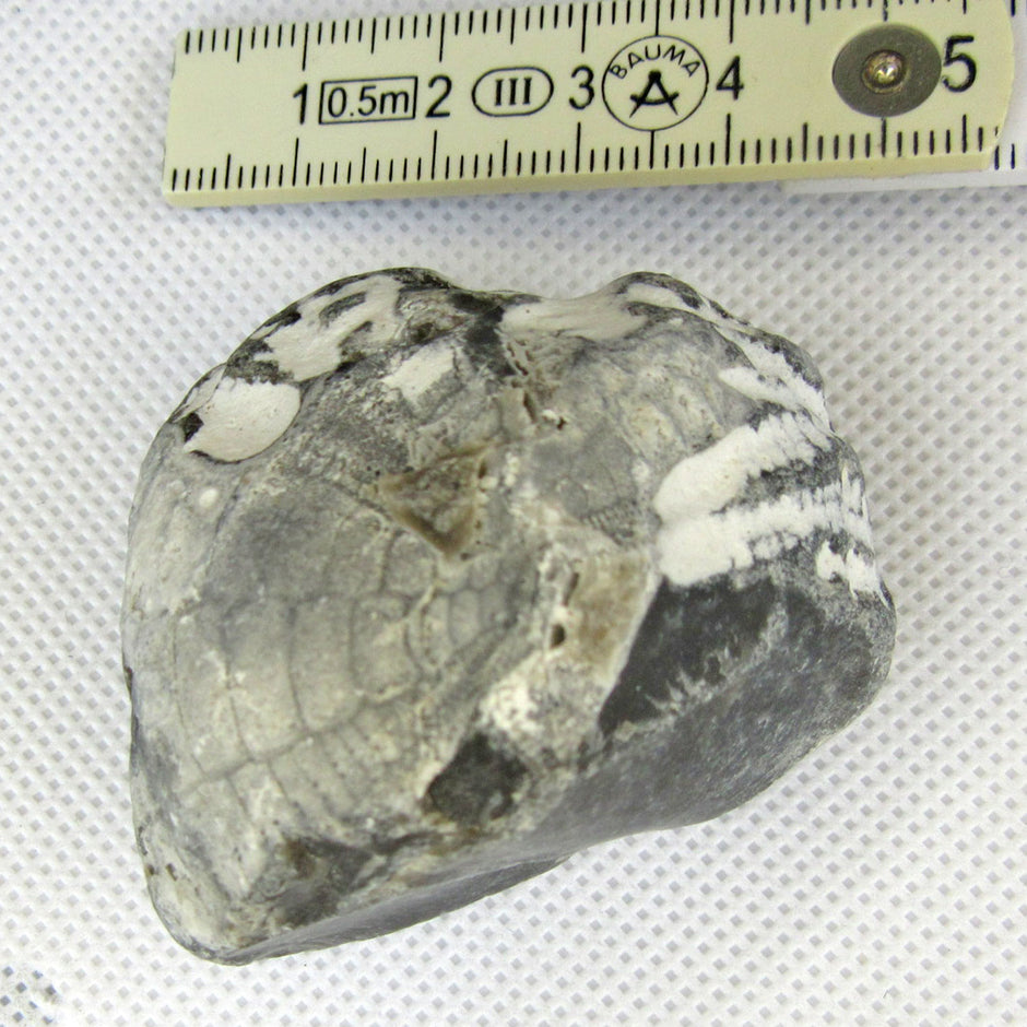 Versteinertes Herzseeigel-Fragment von Rügen, 70 Millionen Jahre alt