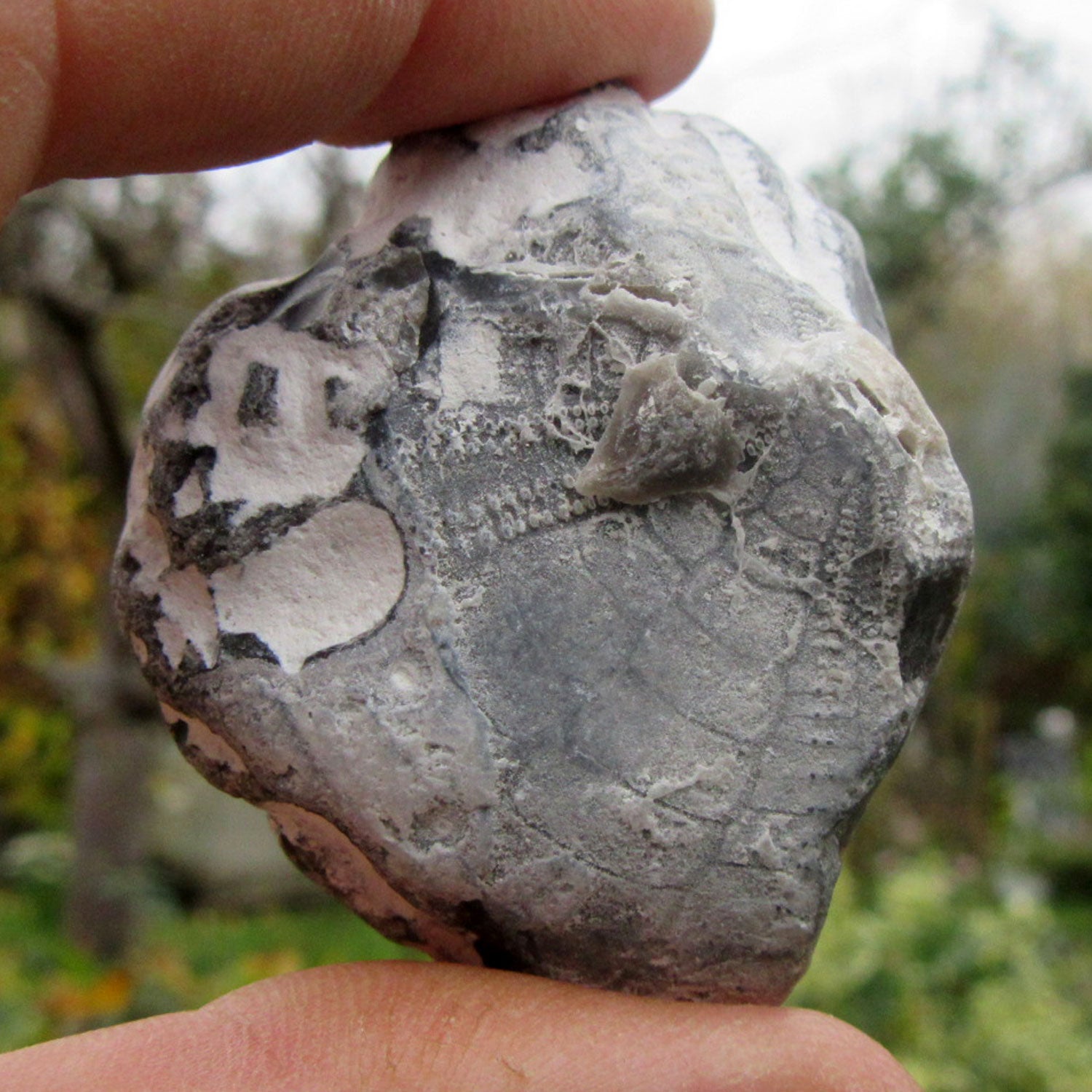 Versteinertes Herzseeigel-Fragment von Rügen, 70 Millionen Jahre alt