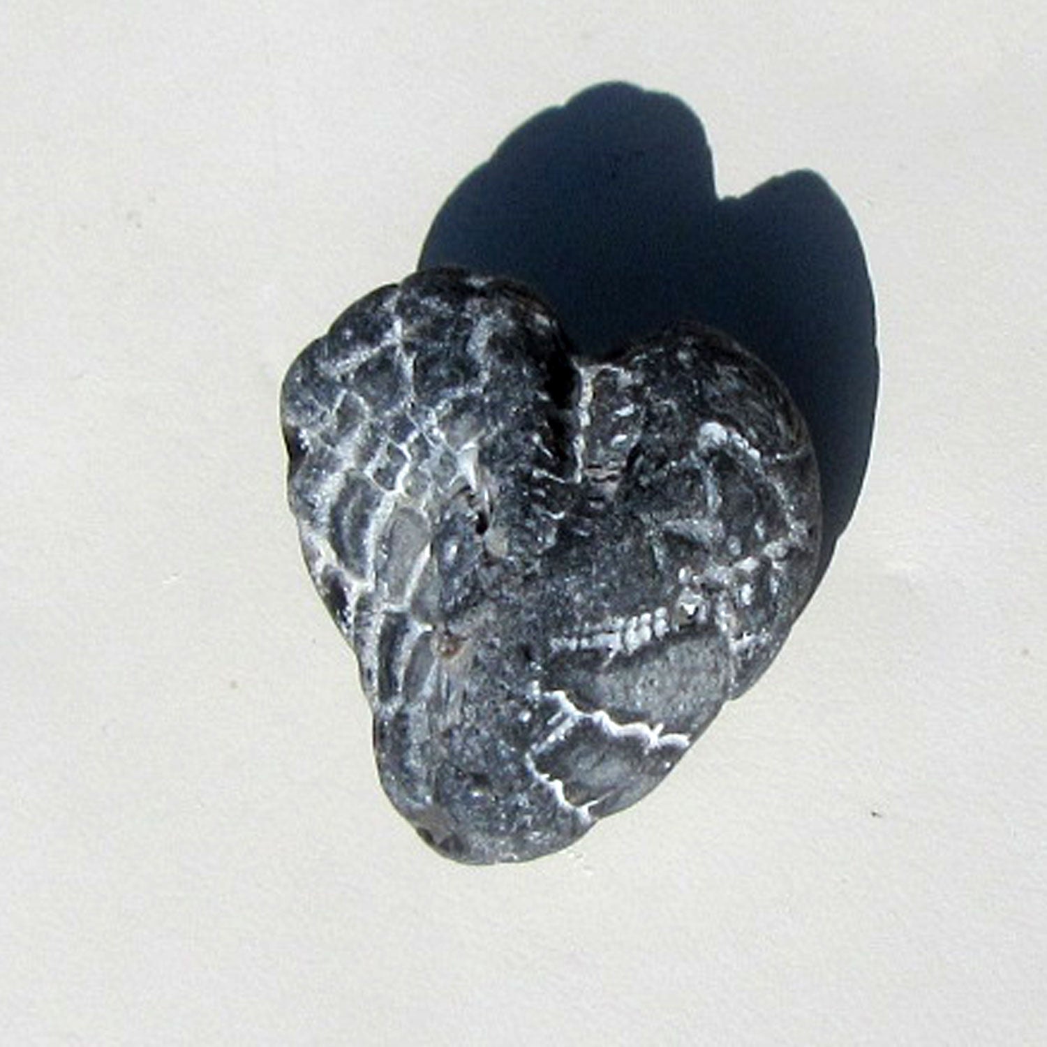 Versteinerter Herzseeigel aus der Ostsee, Einzelstück