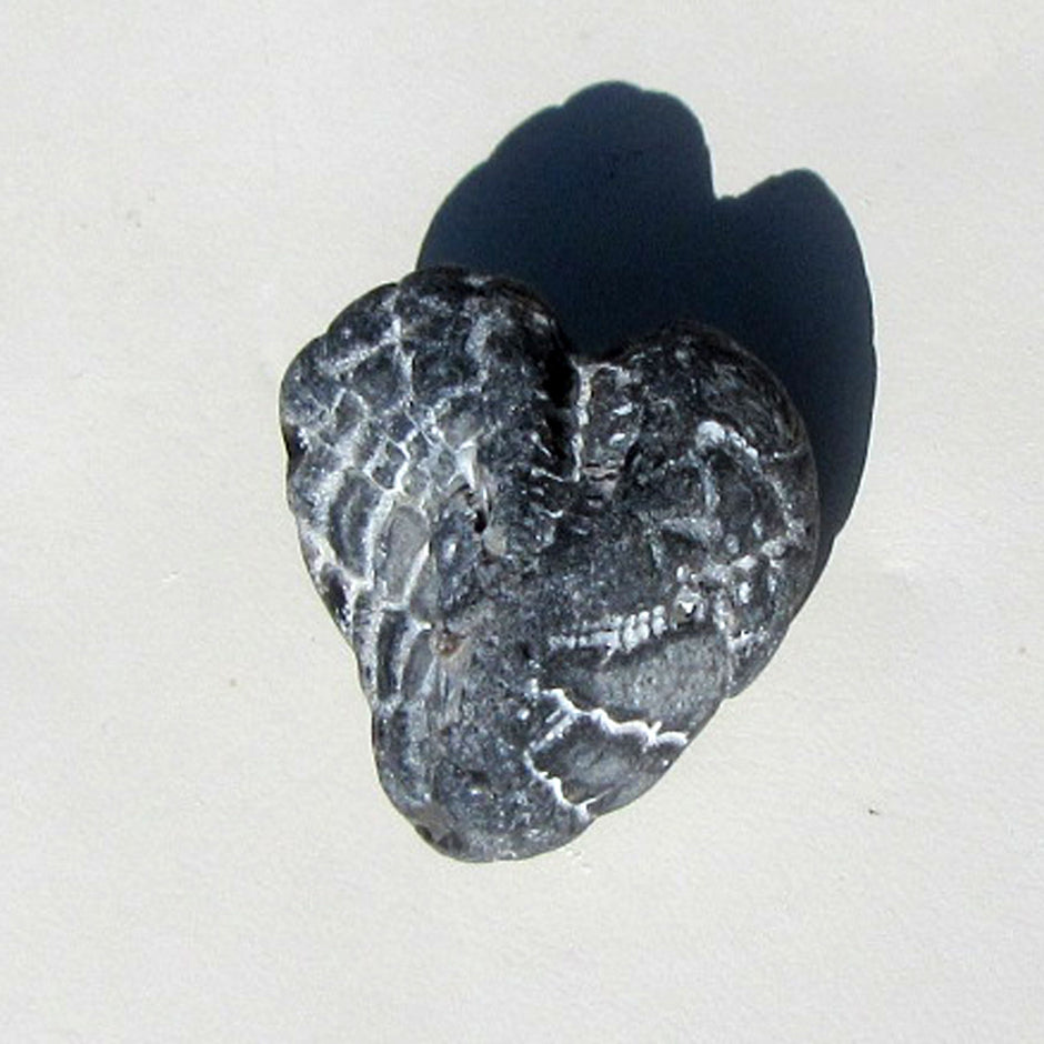 Versteinerter Herzseeigel aus der Ostsee, Einzelstück