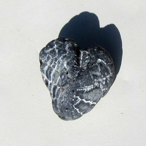 Versteinerter Herzseeigel aus der Ostsee, Einzelstück
