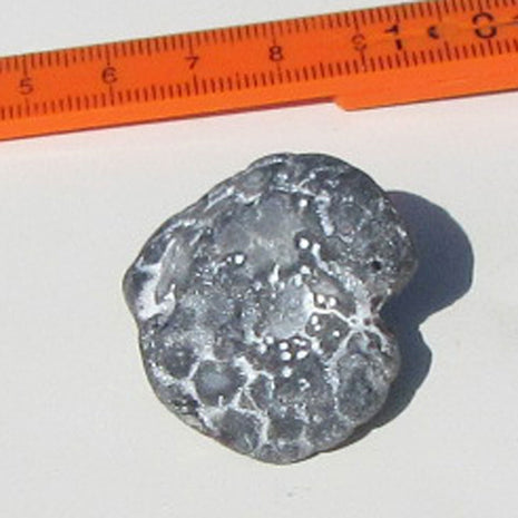 Versteinerter Herzseeigel aus der Ostsee, Einzelstück