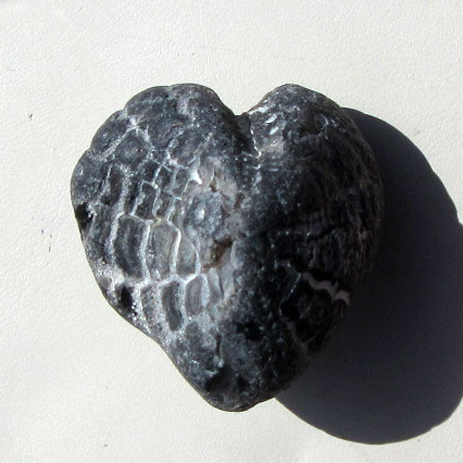 Versteinerter Herzseeigel aus der Ostsee, Einzelstück