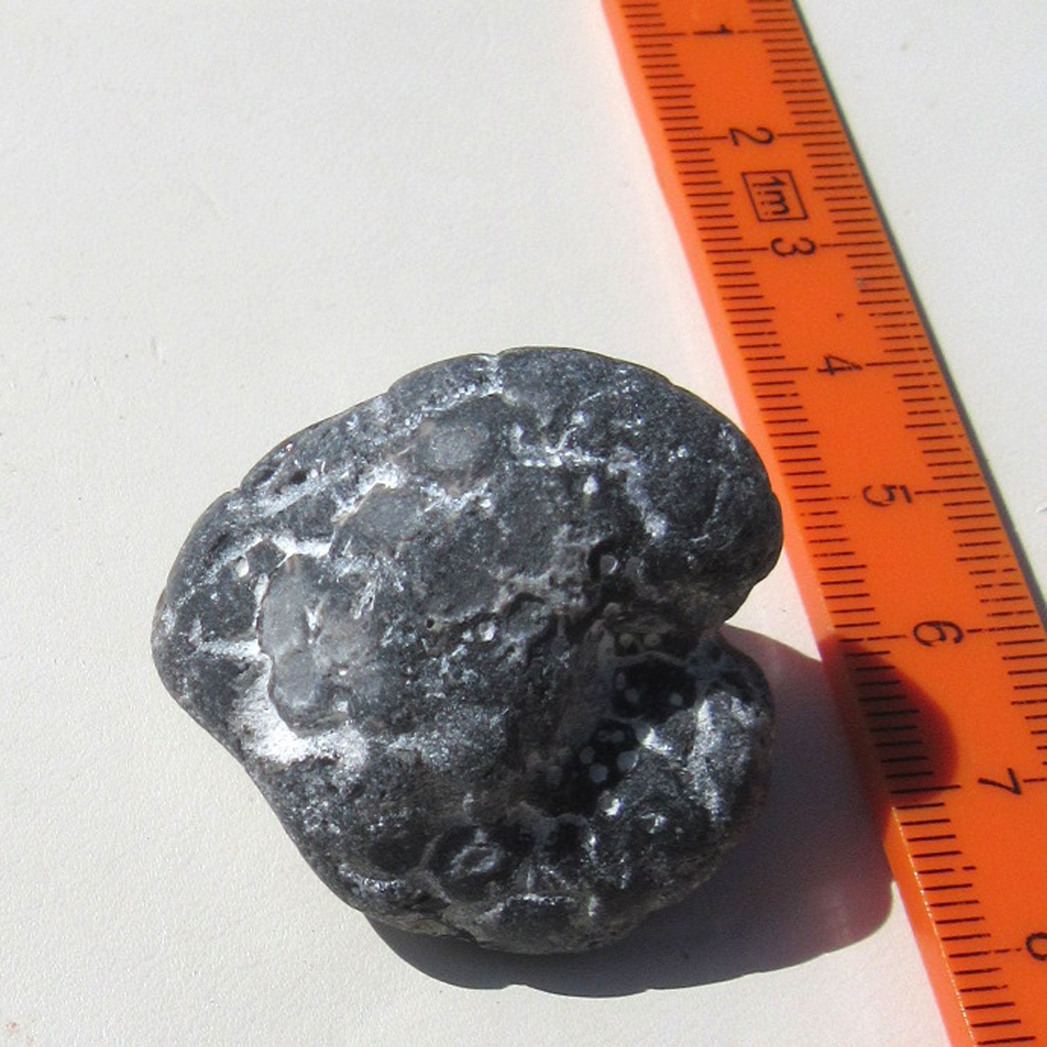 Versteinerter Herzseeigel aus der Ostsee, Einzelstück