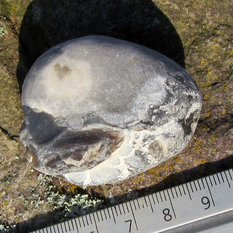 Versteinerter Herzseeigel von Rügen, 70 Millionen Jahre alt