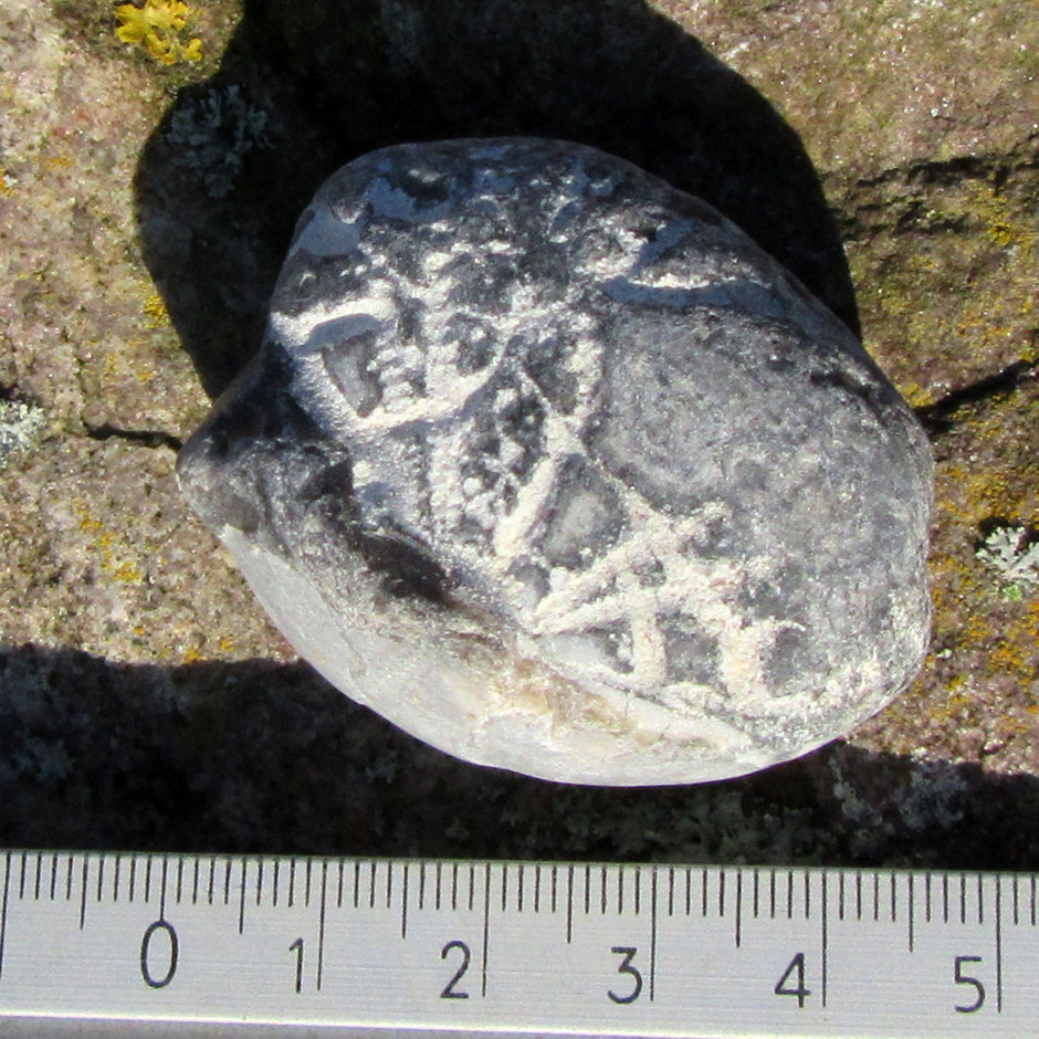 Versteinerter Herzseeigel von Rügen, 70 Millionen Jahre alt