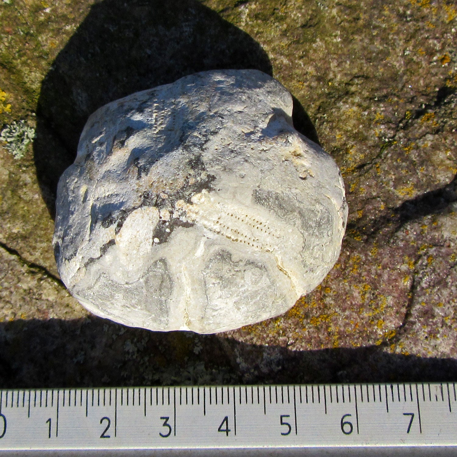 Versteinerter Herzseeigel Cardiaster von Rügen, 70 Mio. Jahre alt