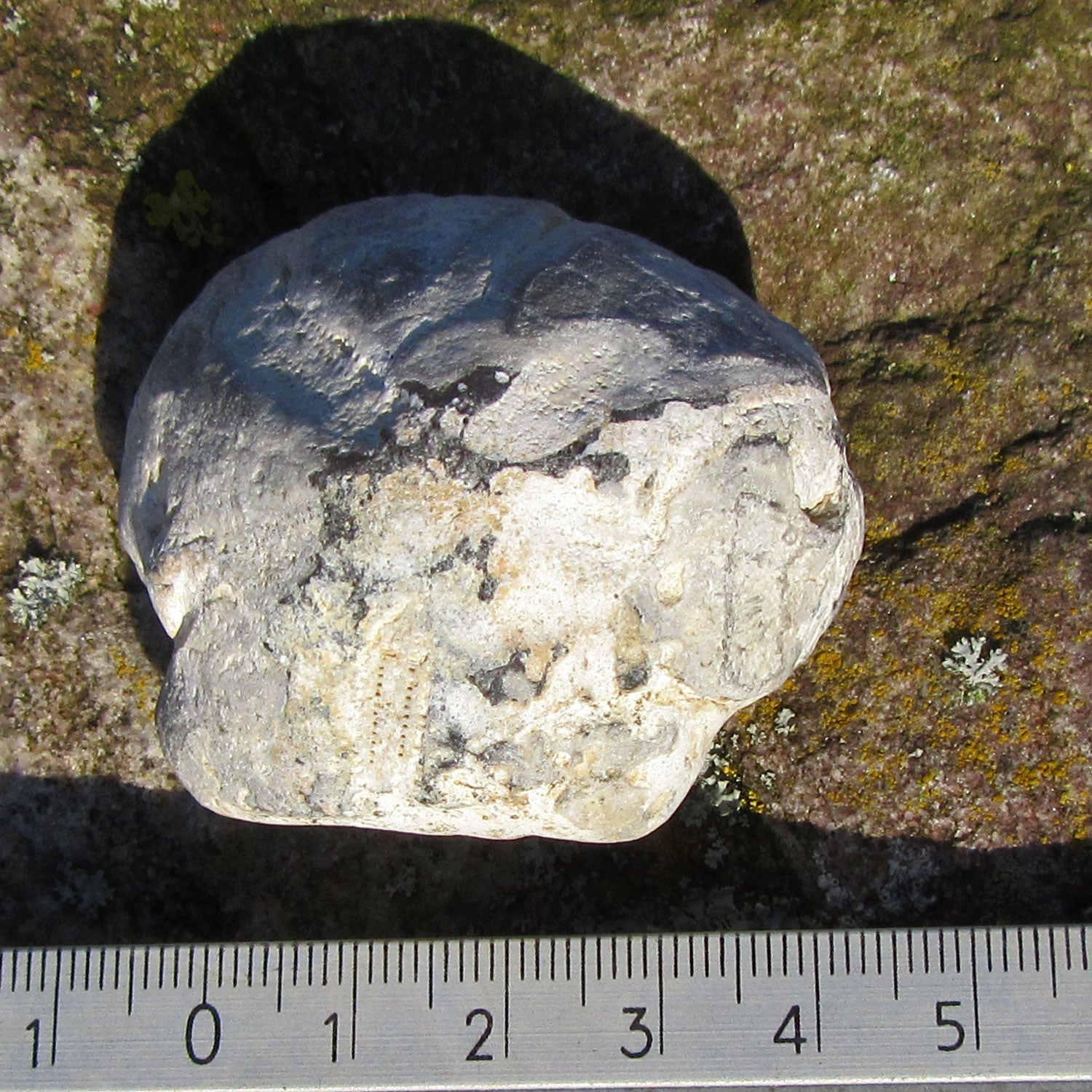 Versteinerter Herzseeigel Cardiaster von Rügen, 70 Mio. Jahre alt