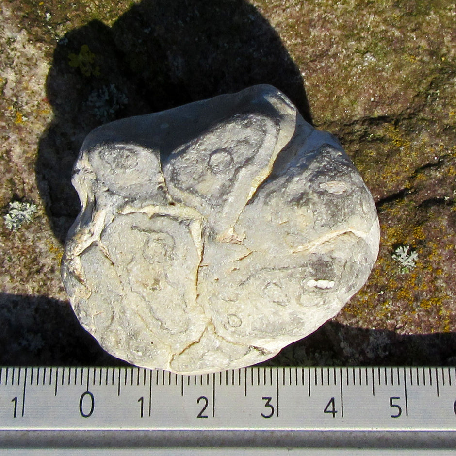 Versteinerter Herzseeigel Cardiaster von Rügen, 70 Mio. Jahre alt