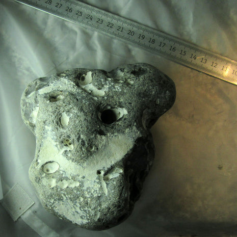 Hühnergott unpoliert von der Ostsee-Insel Rügen – Einzelstück