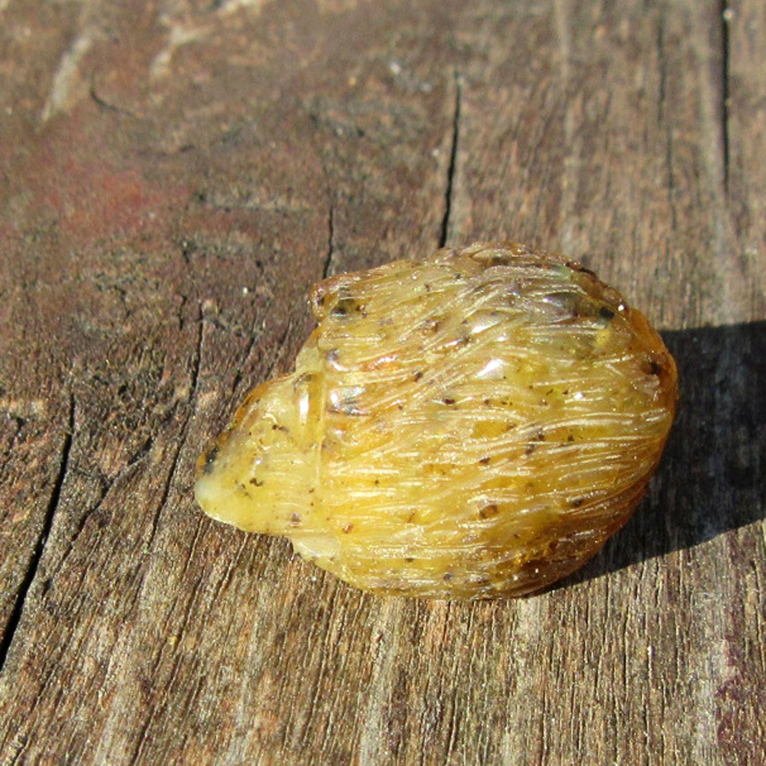 Einzigartiger Igel aus handverlesenem Bernstein