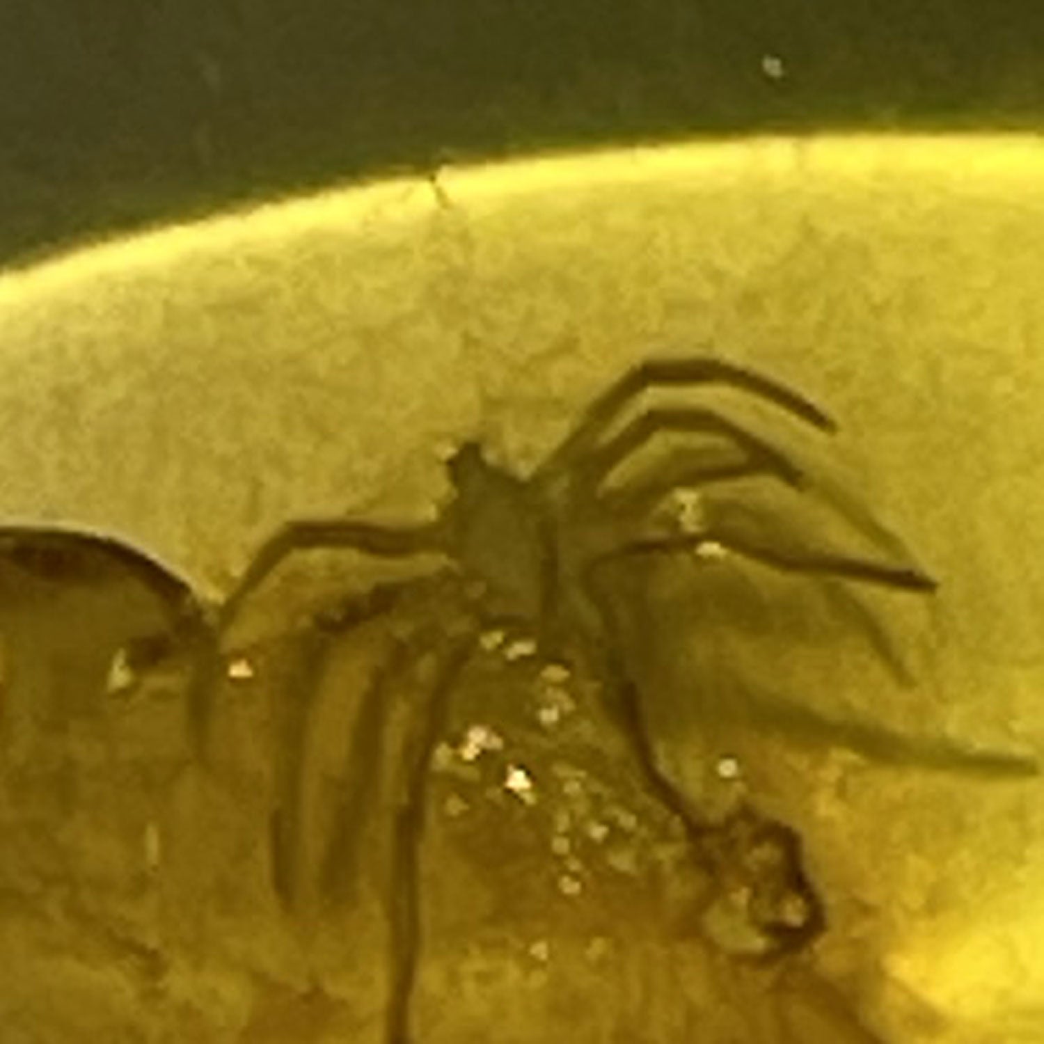 Bernstein mit Spinneninkluse, Unikat von Rügen