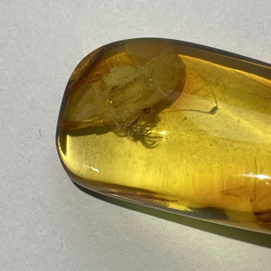 Bernstein mit Spinneninkluse, Unikat von Rügen